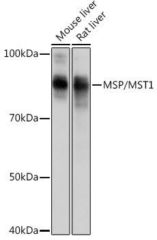 MSP/MST1 Rabbit mAb
