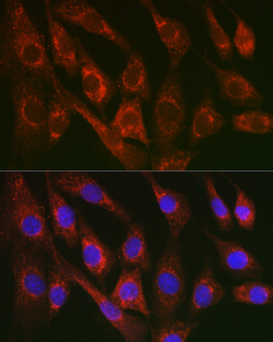 Cytochrome C Rabbit pAb