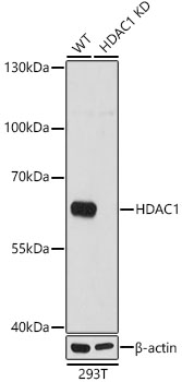 [KD Validated] HDAC1 Rabbit pAb