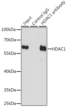 [KD Validated] HDAC1 Rabbit pAb