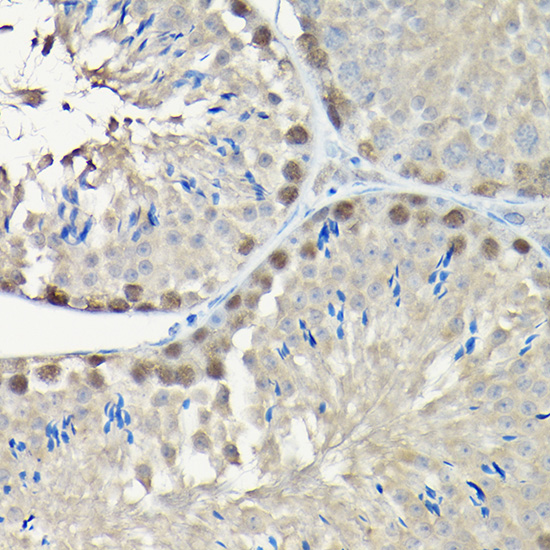 PCNA Rabbit pAb