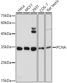 PCNA Rabbit pAb