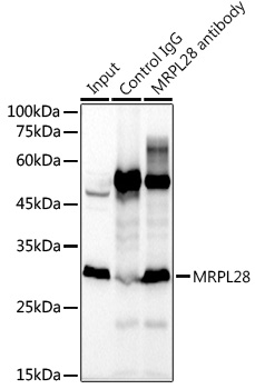 MRPL28 Rabbit mAb