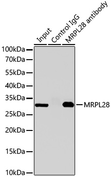 MRPL28 Rabbit mAb