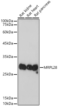 MRPL28 Rabbit mAb