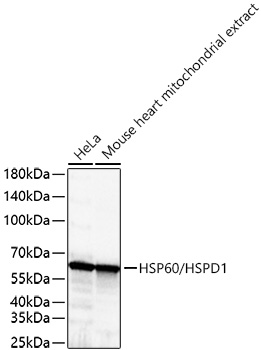 HSP60/HSPD1 Rabbit mAb