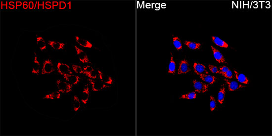 HSP60/HSPD1 Rabbit mAb