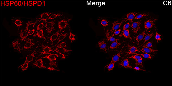 HSP60/HSPD1 Rabbit mAb