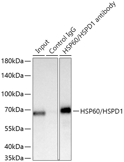 HSP60/HSPD1 Rabbit mAb