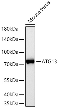 ATG13 Rabbit pAb