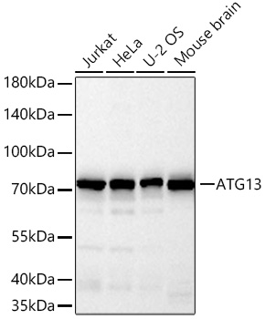 ATG13 Rabbit pAb