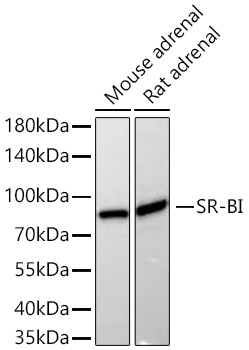 SR-BI Rabbit mAb