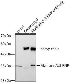 Fibrillarin/U3 RNP Rabbit mAb