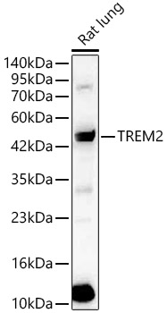 TREM2 Rabbit pAb