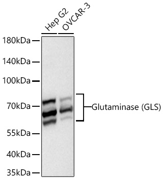 Glutaminase (GLS) Rabbit mAb