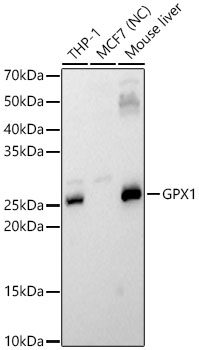 GPX1 Rabbit pAb
