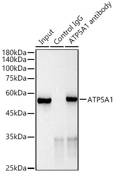 ATP5A1 Rabbit mAb