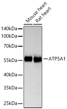 ATP5A1 Rabbit mAb