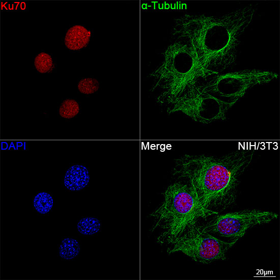 Ku70 Rabbit mAb