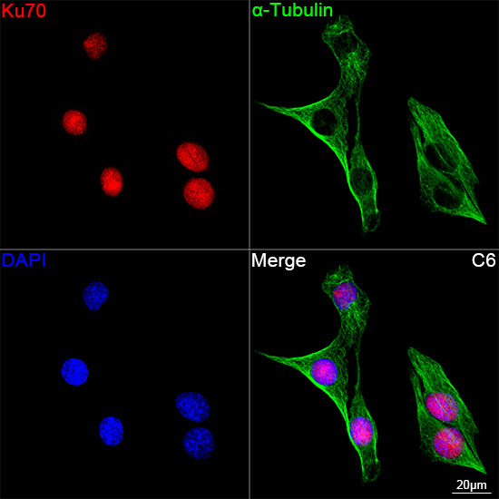 Ku70 Rabbit mAb