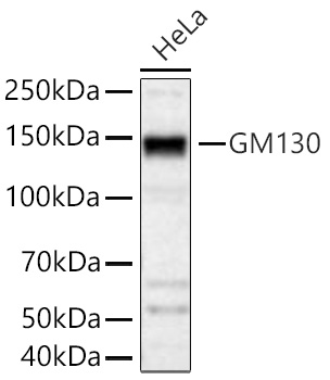 GM130 Rabbit mAb