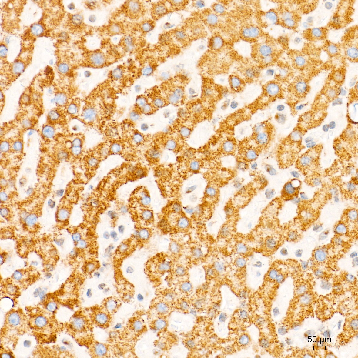 GM130 Rabbit mAb