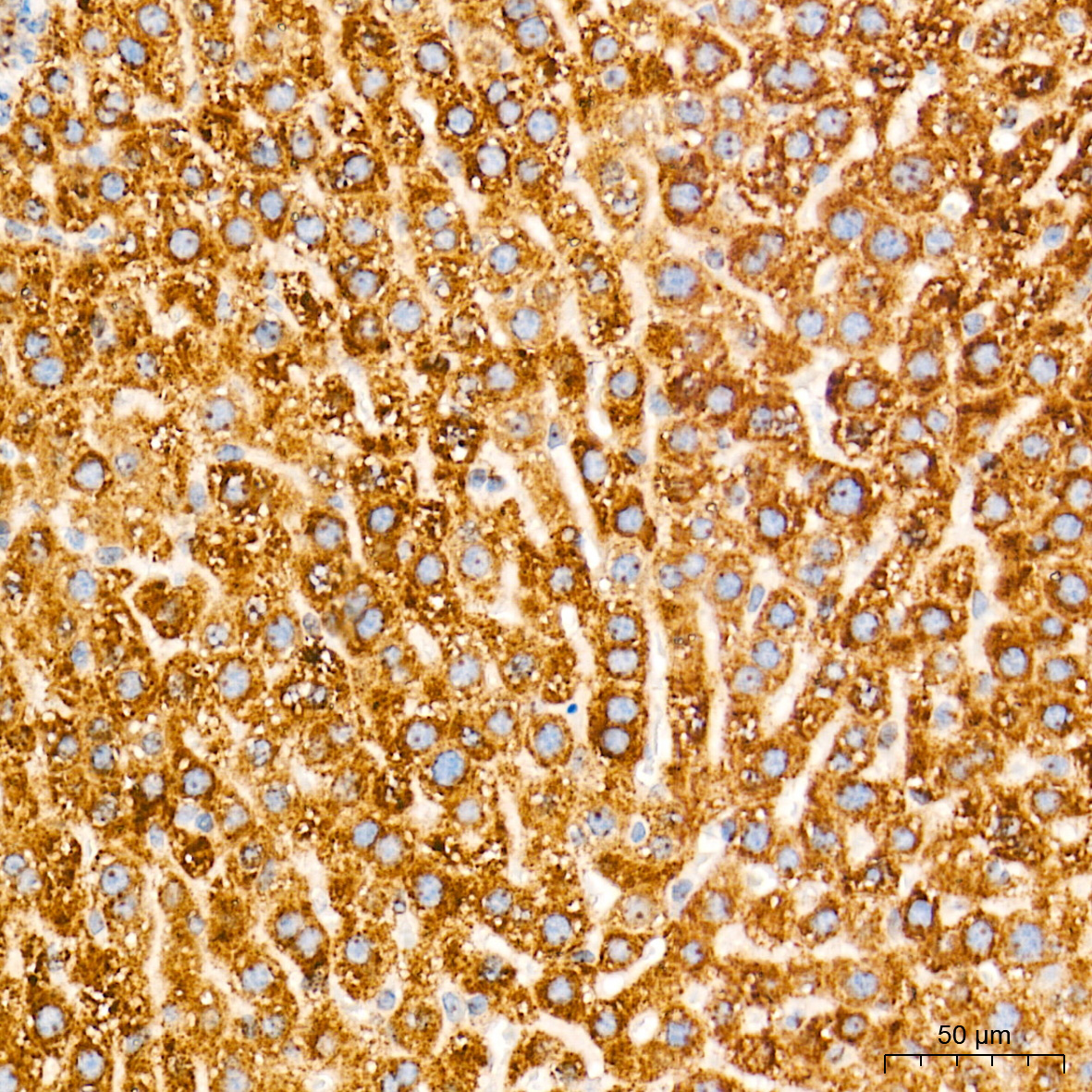 GM130 Rabbit mAb