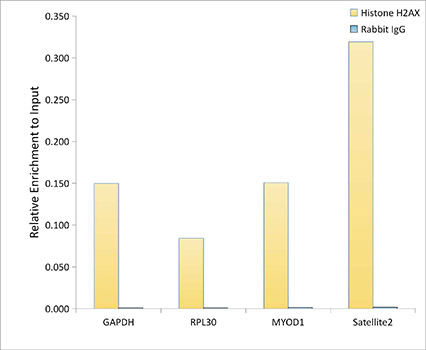 Histone H2AX Rabbit mAb
