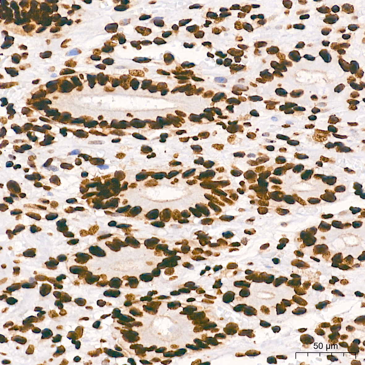 Histone H2AX Rabbit mAb