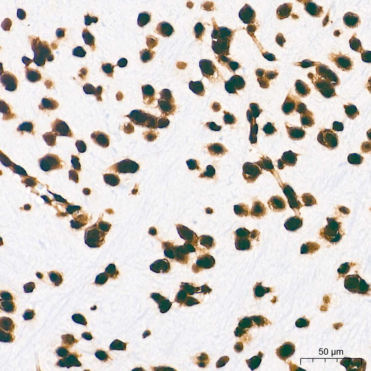 Histone H2AX Rabbit mAb