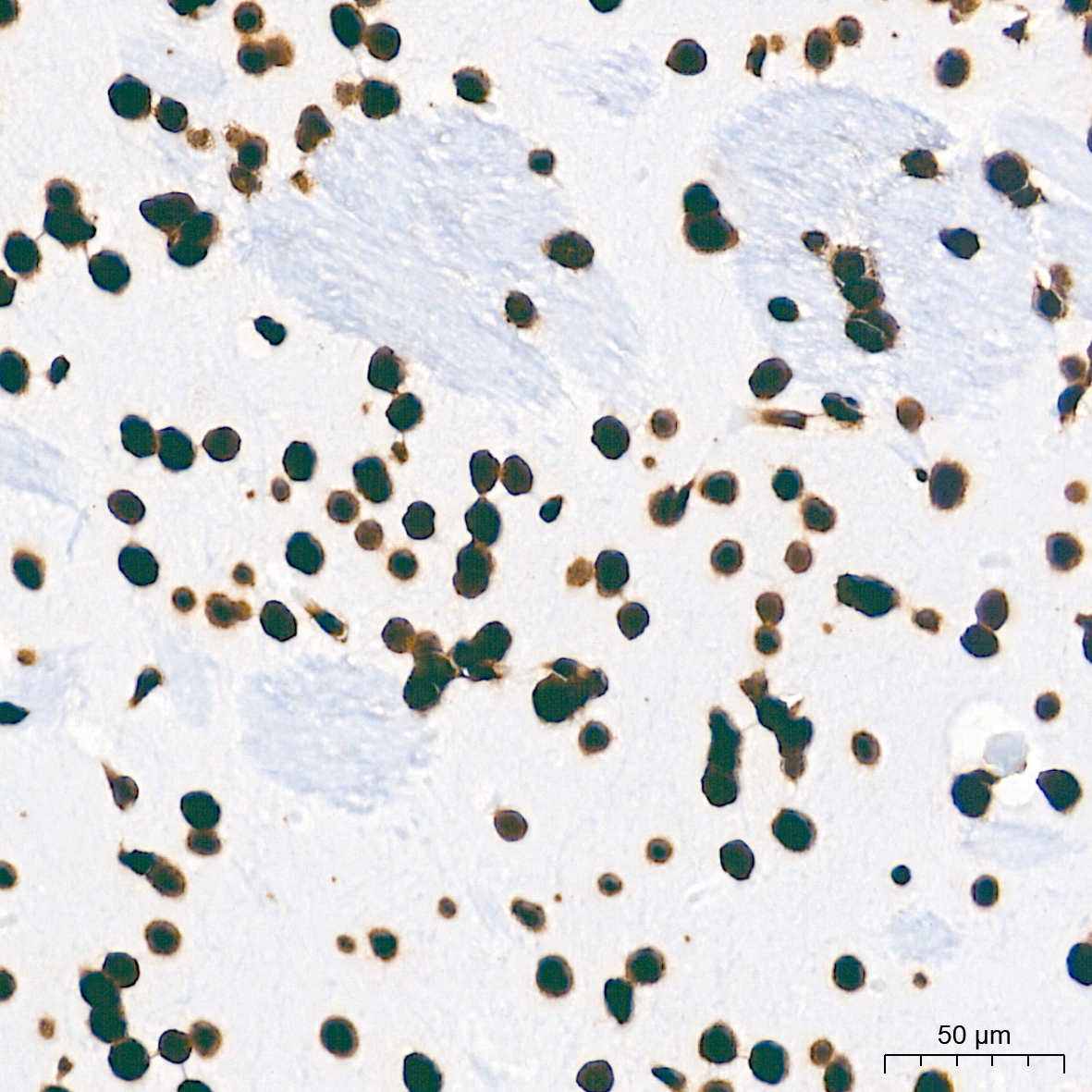 Histone H2AX Rabbit mAb