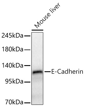 E-Cadherin Rabbit pAb
