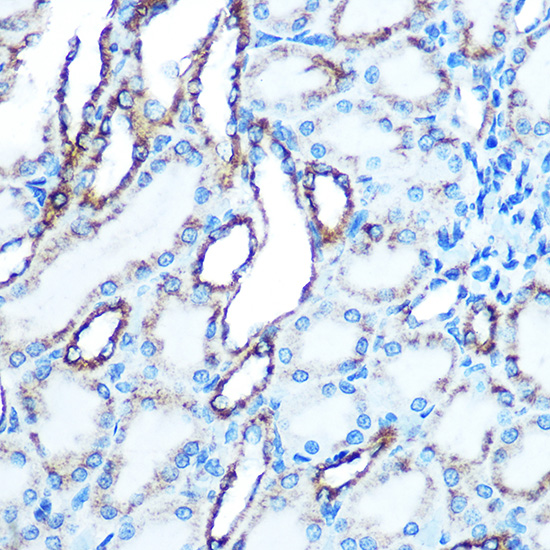 E-Cadherin Rabbit pAb