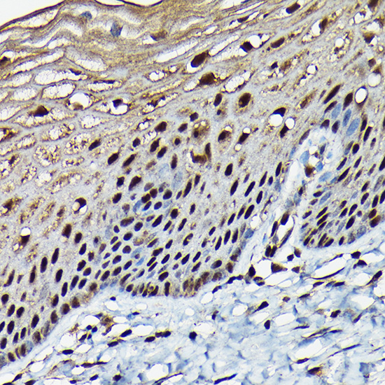 BRCA1 Rabbit pAb