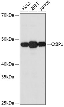 CtBP1 Rabbit mAb