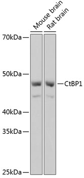 CtBP1 Rabbit mAb