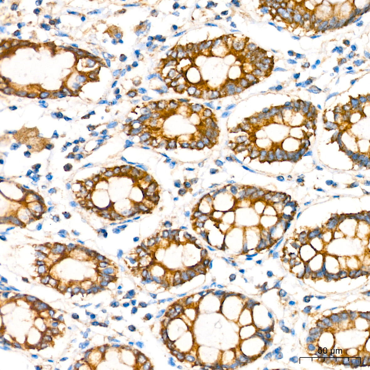 COX IV Rabbit mAb