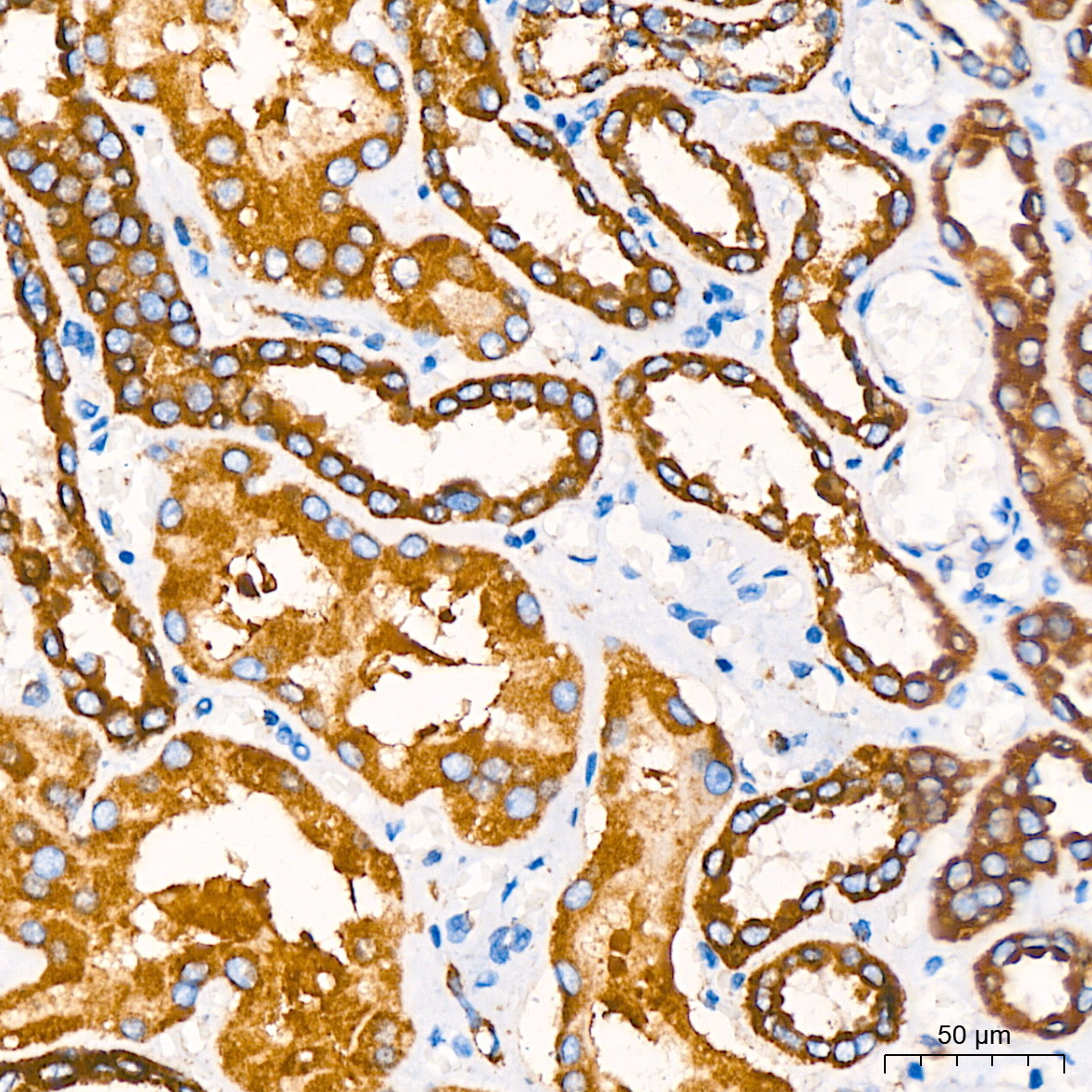 COX IV Rabbit mAb