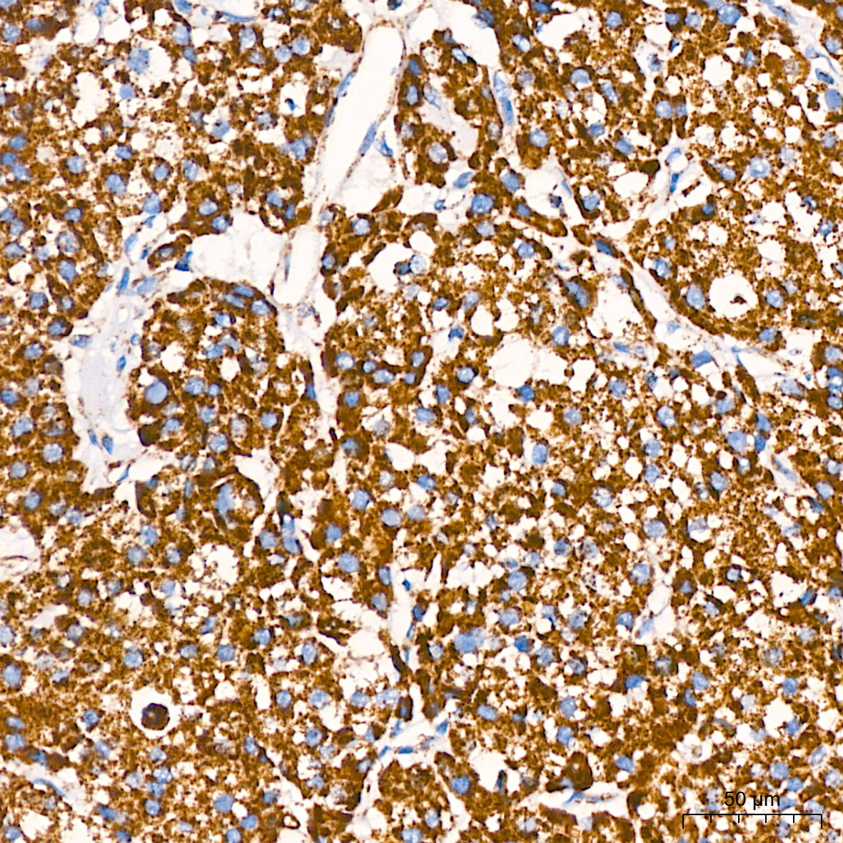 COX IV Rabbit mAb