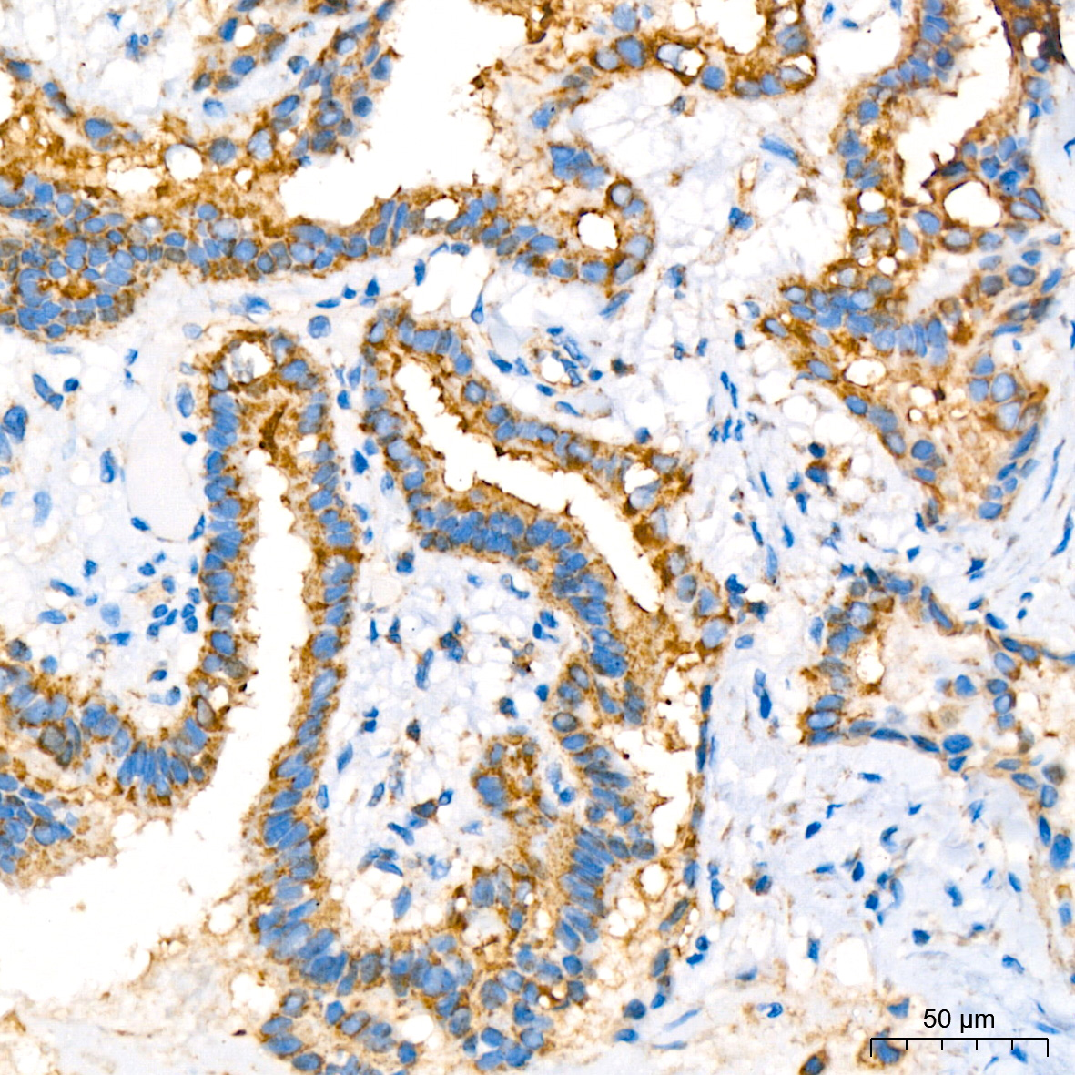COX IV Rabbit mAb