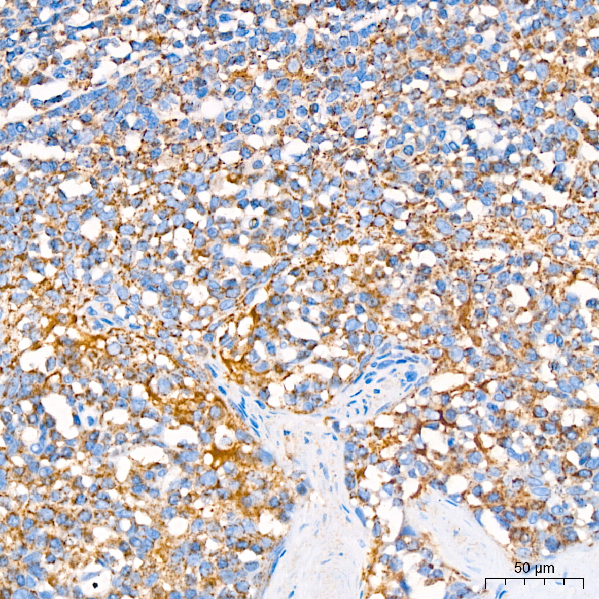 COX IV Rabbit mAb