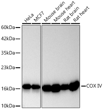 COX IV Rabbit mAb