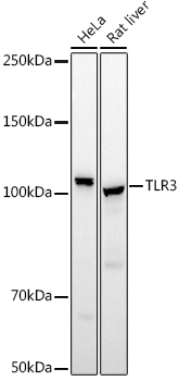 TLR3 Rabbit pAb