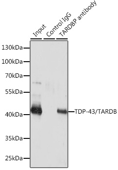 TDP-43/TARDBP Rabbit pAb