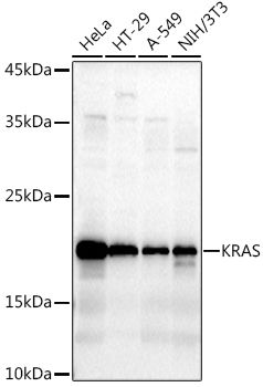 KRAS Rabbit pAb