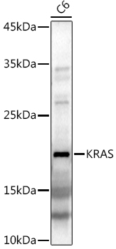 KRAS Rabbit pAb