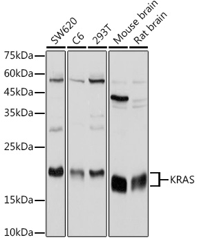 KRAS Rabbit pAb