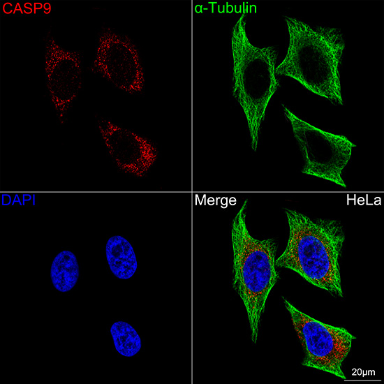 Caspase-9 Rabbit mAb