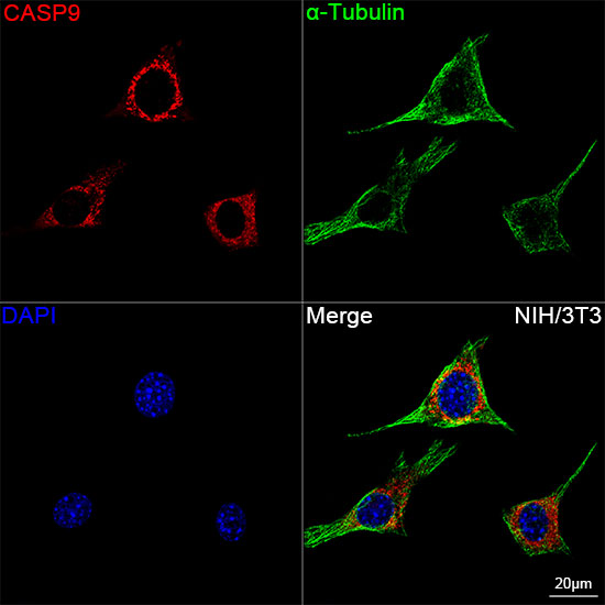 Caspase-9 Rabbit mAb