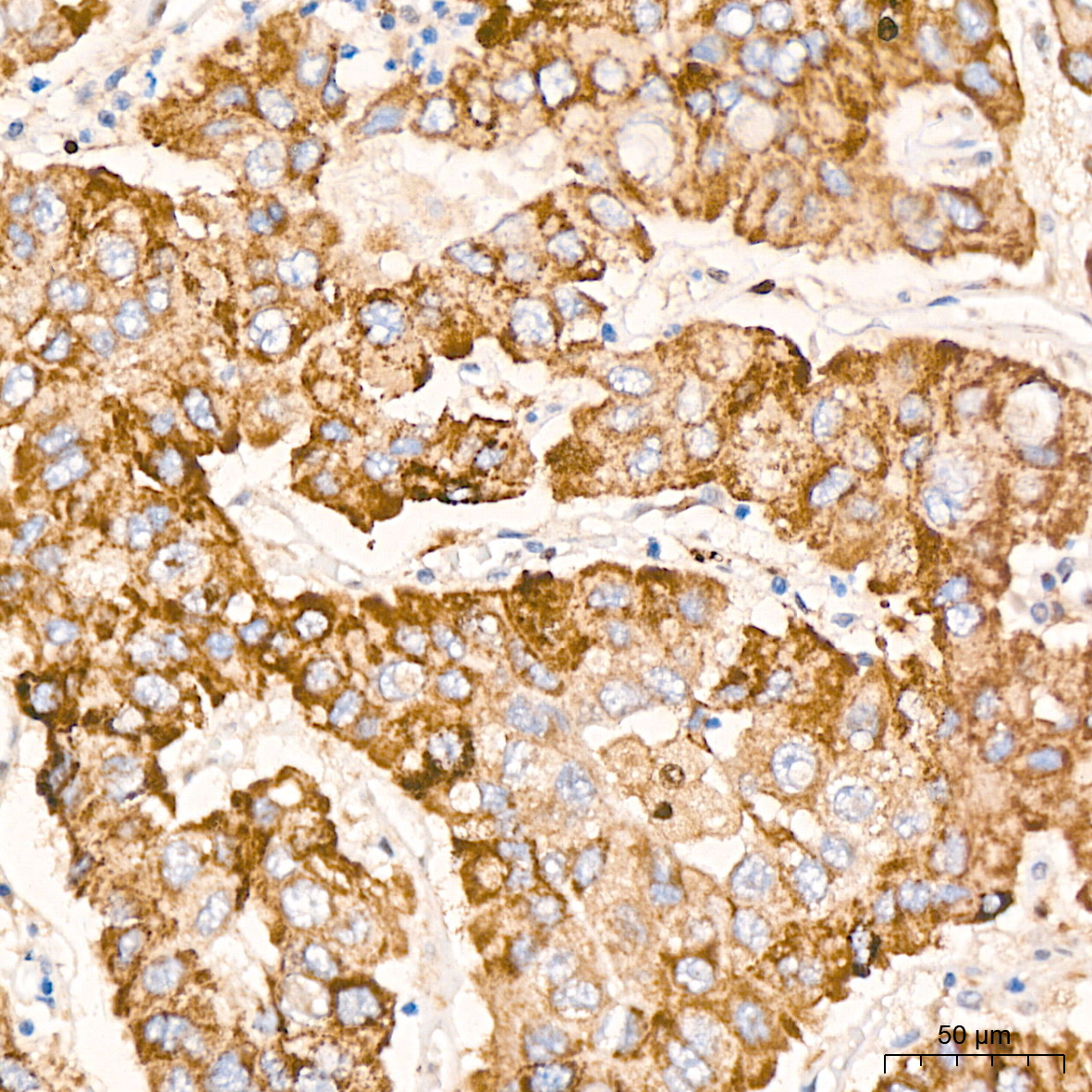 Caspase-9 Rabbit mAb